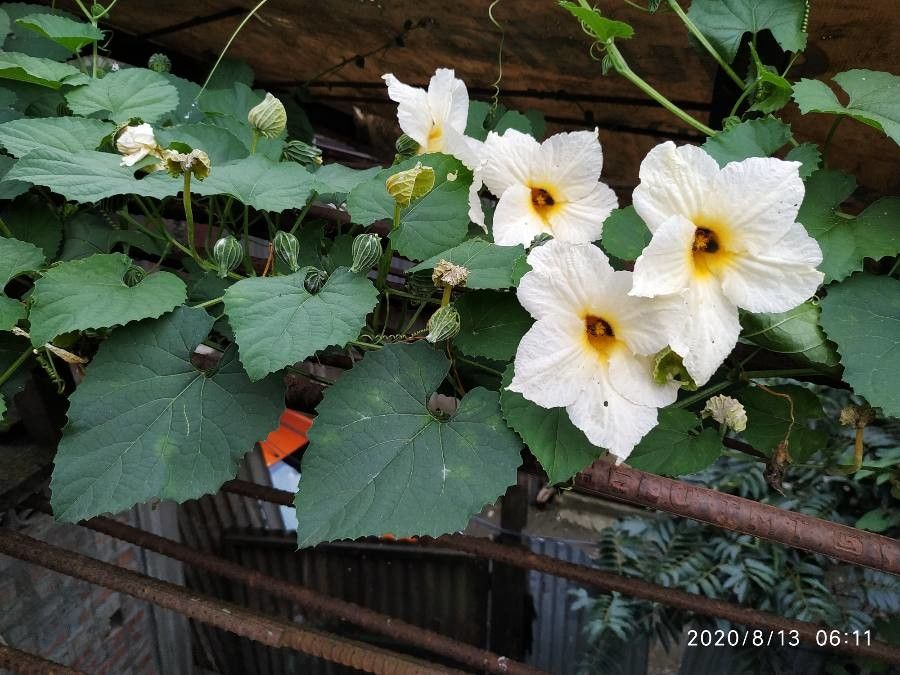 Momordica dioica flower