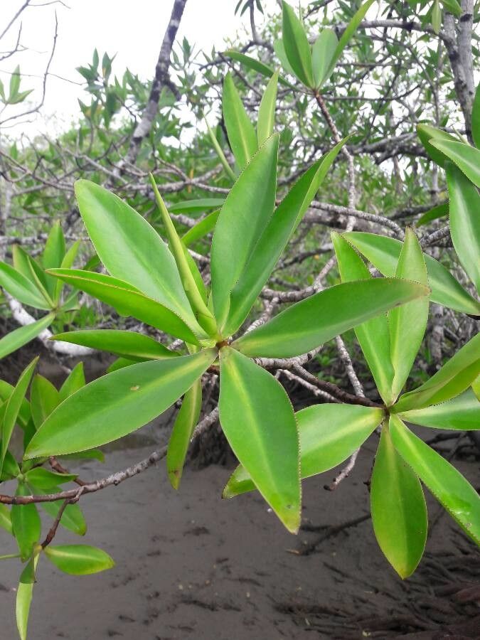 Pelliciera rhizophorae — search result for 'Panama'