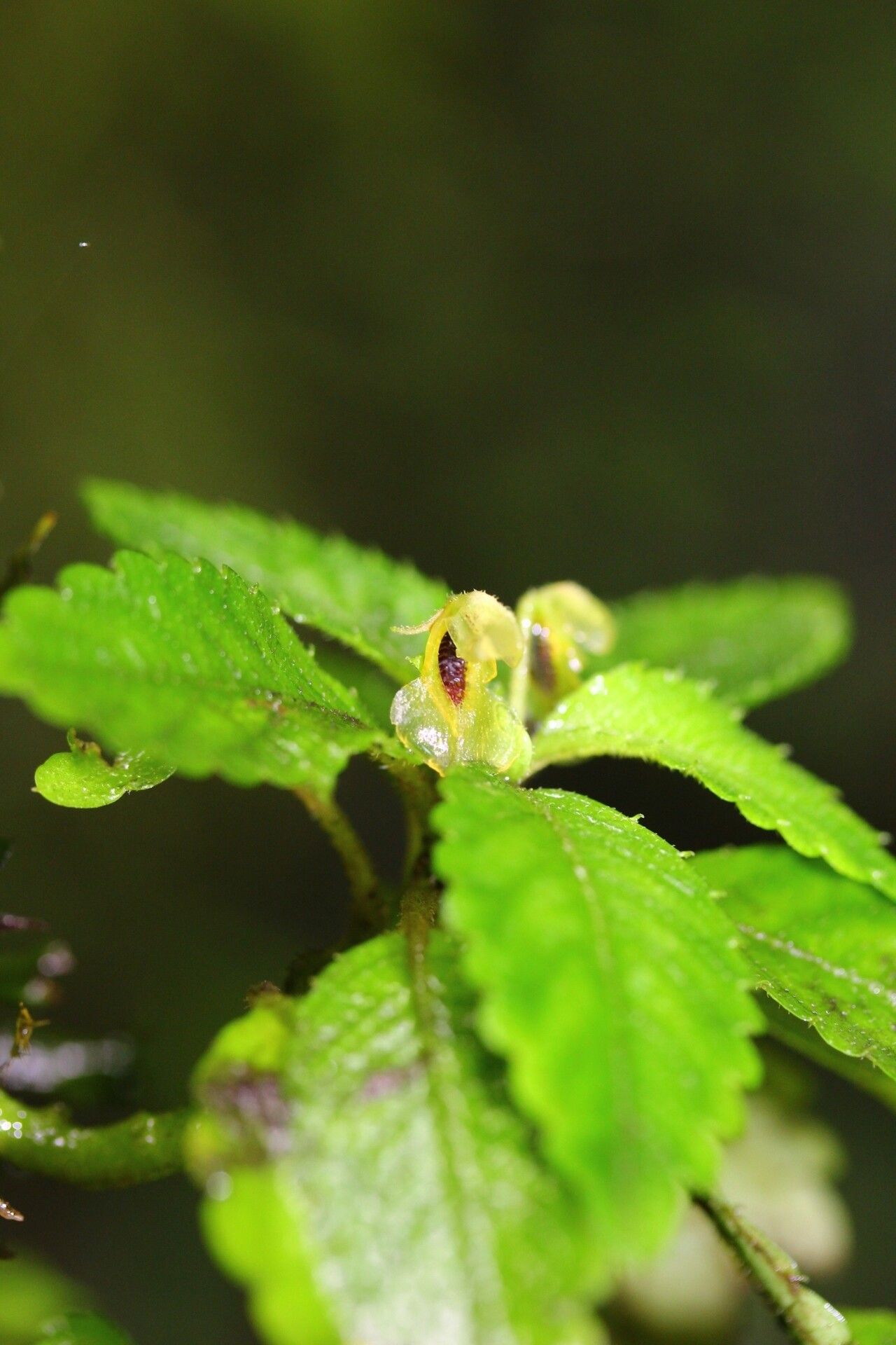 Impatiens nosymangabensis — houseplant care guide