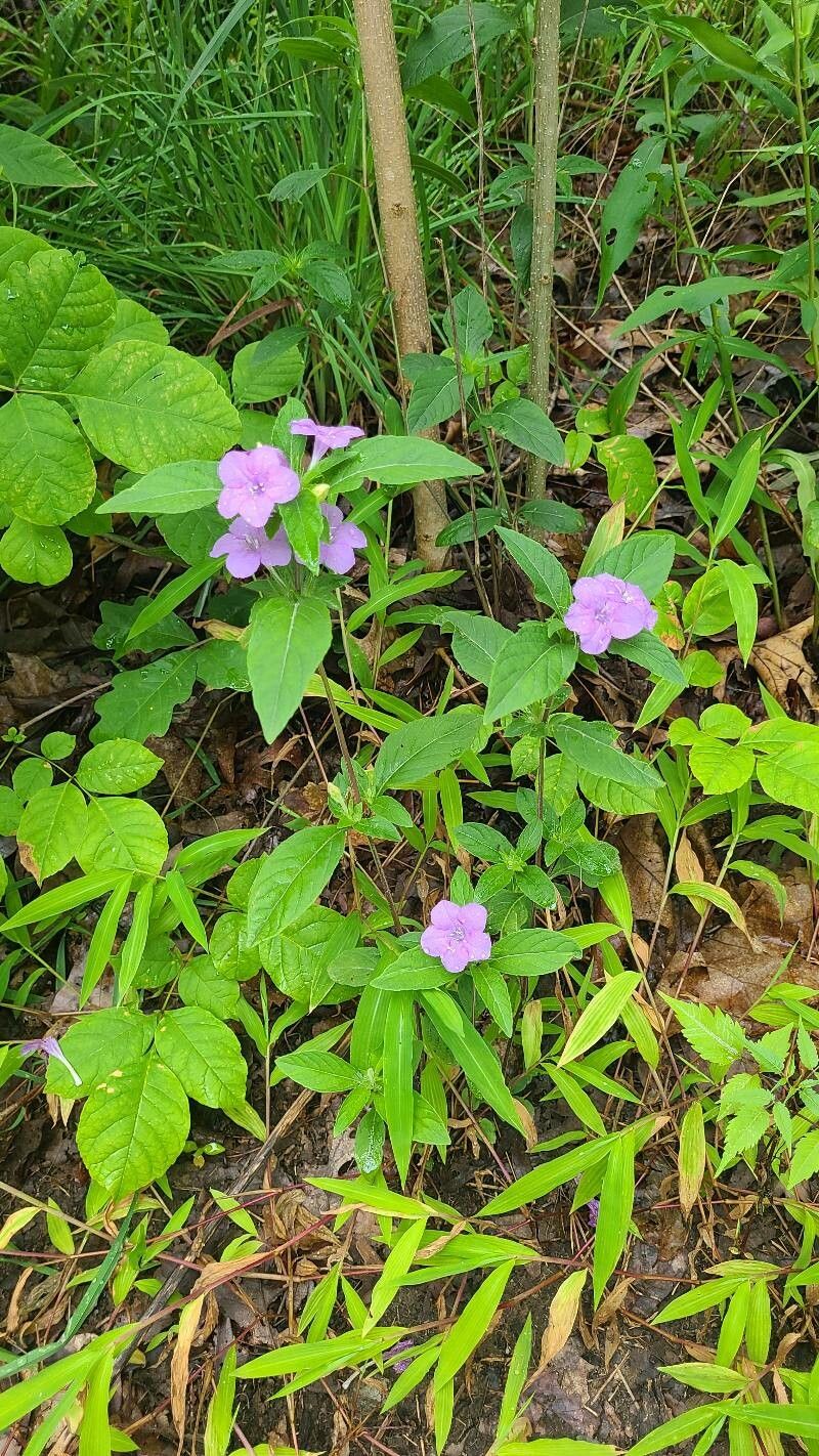 Ruellia purshiana — search result for 'Ruellia'