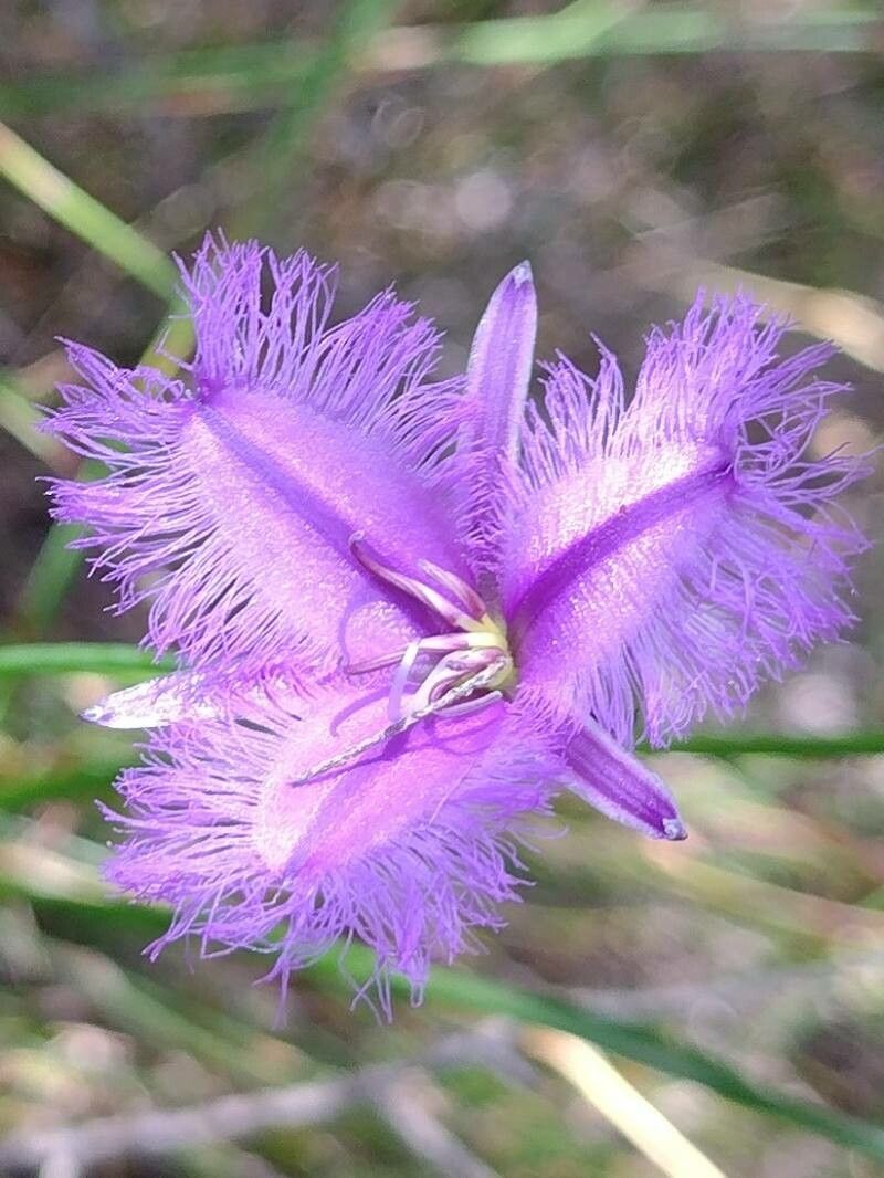 Thysanotus juncifolius — related species from the same genus