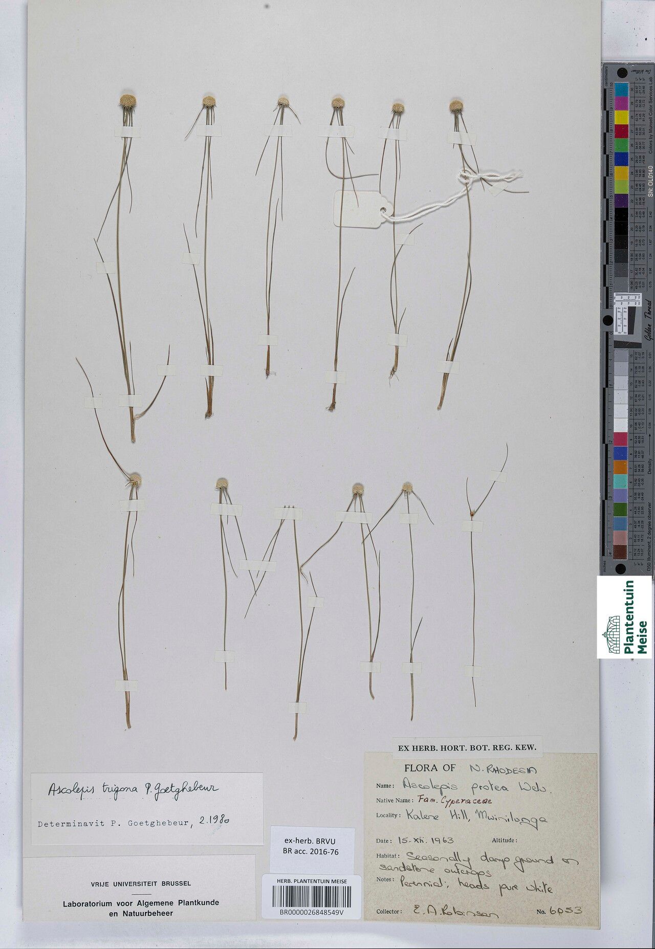 Cyperus ascotrigonus — houseplant care guide