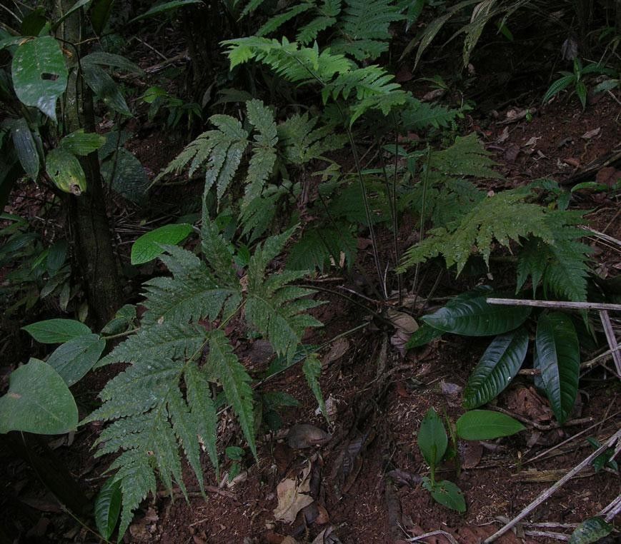 Tectaria rufovillosa habit