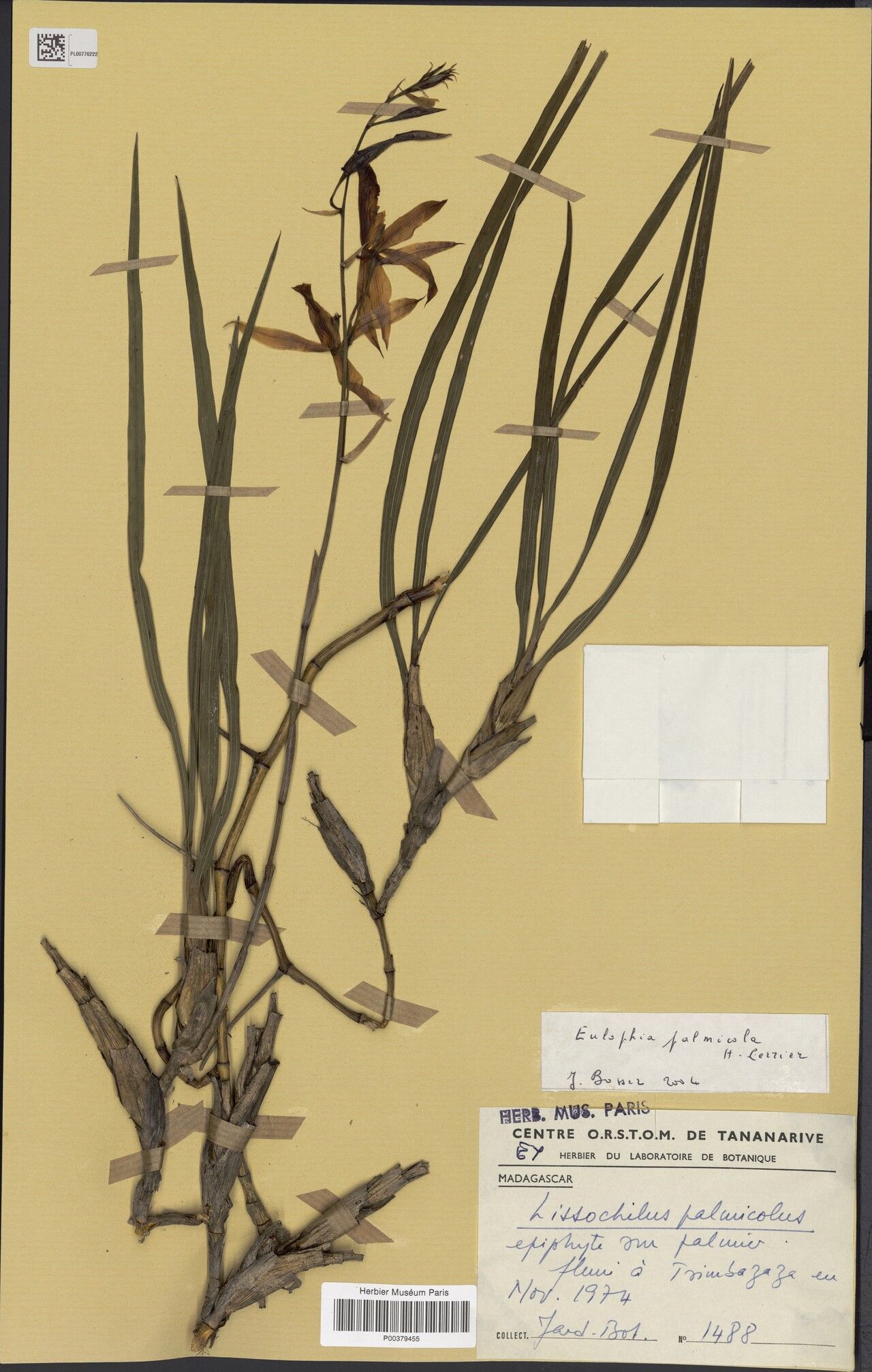 Eulophia palmicola — houseplant care guide