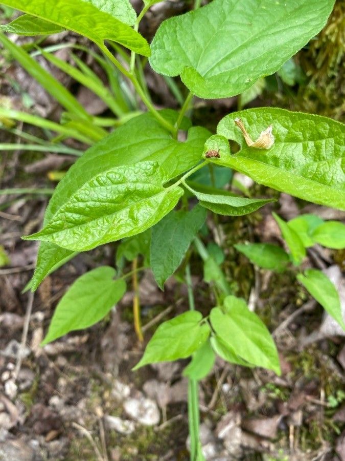 Aristolochia serpentaria leaf