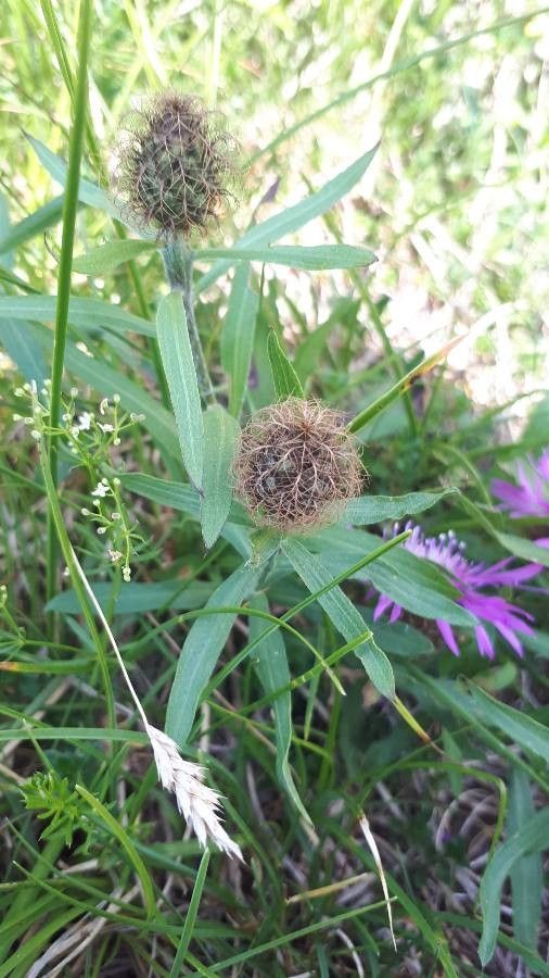 Centaurea nervosa fruit