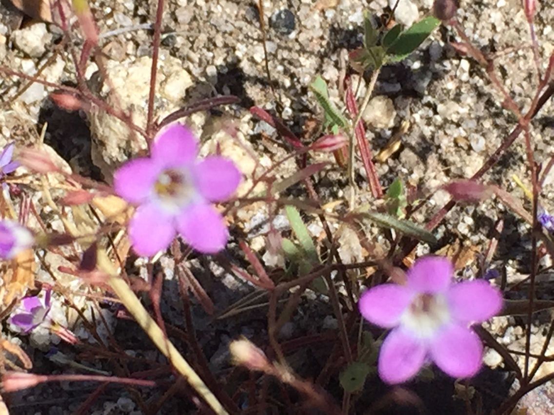 Navarretia leptalea habit