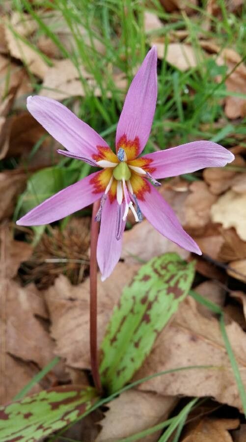 Erythronium dens-canis flower