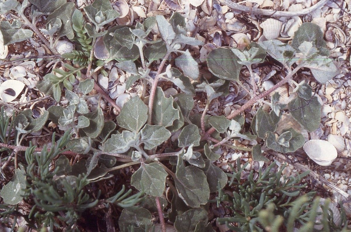 Atriplex tornabenei leaf