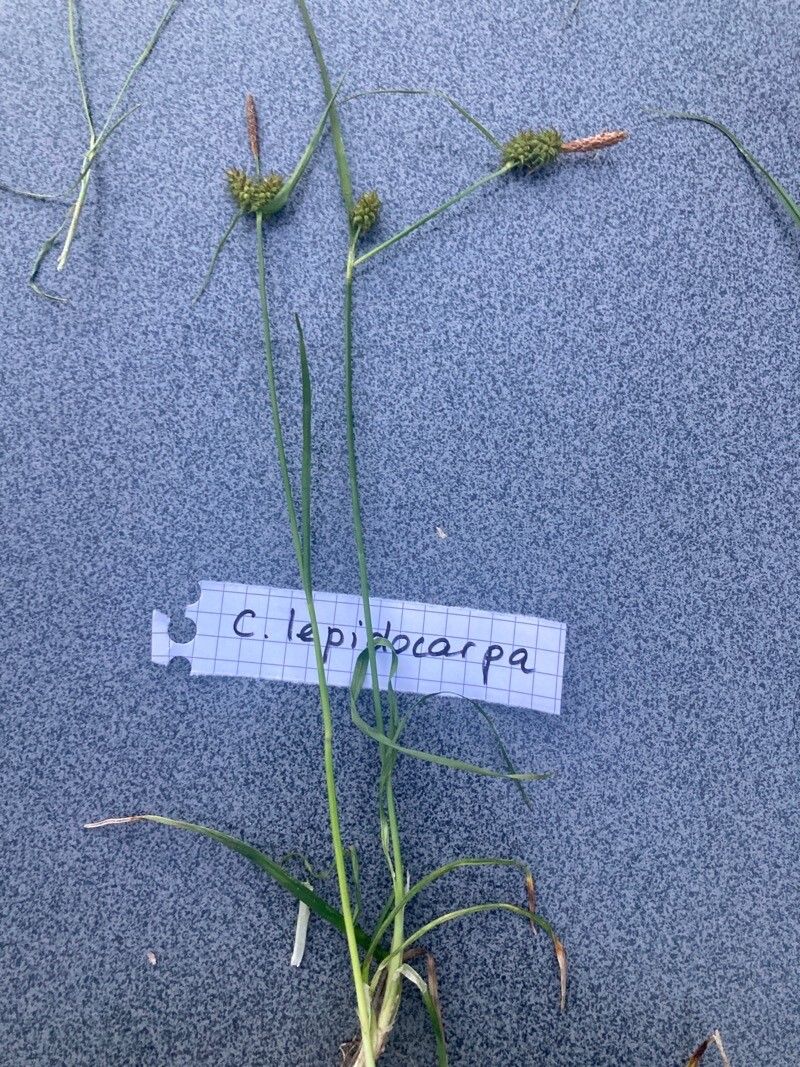 Carex lepidocarpa flower