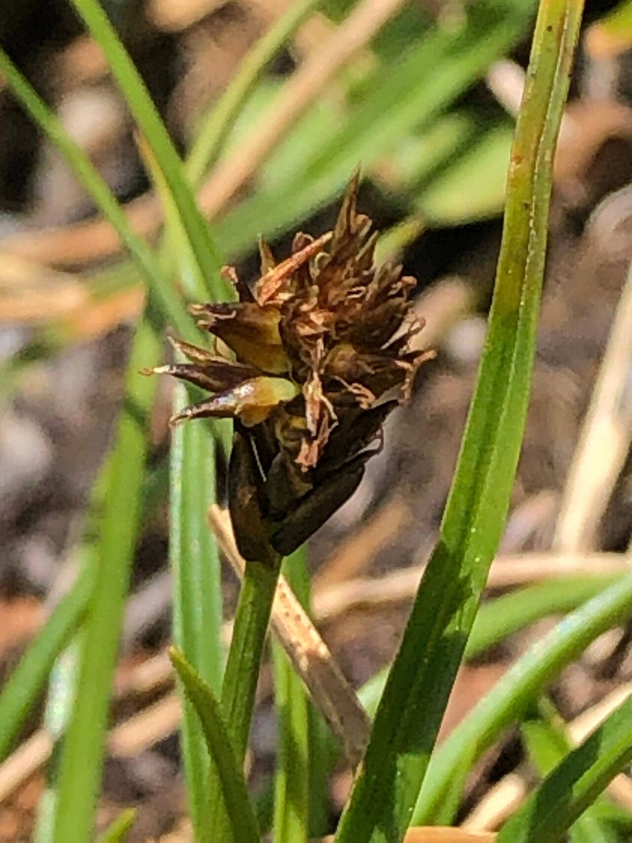 Carex pyrenaica fruit