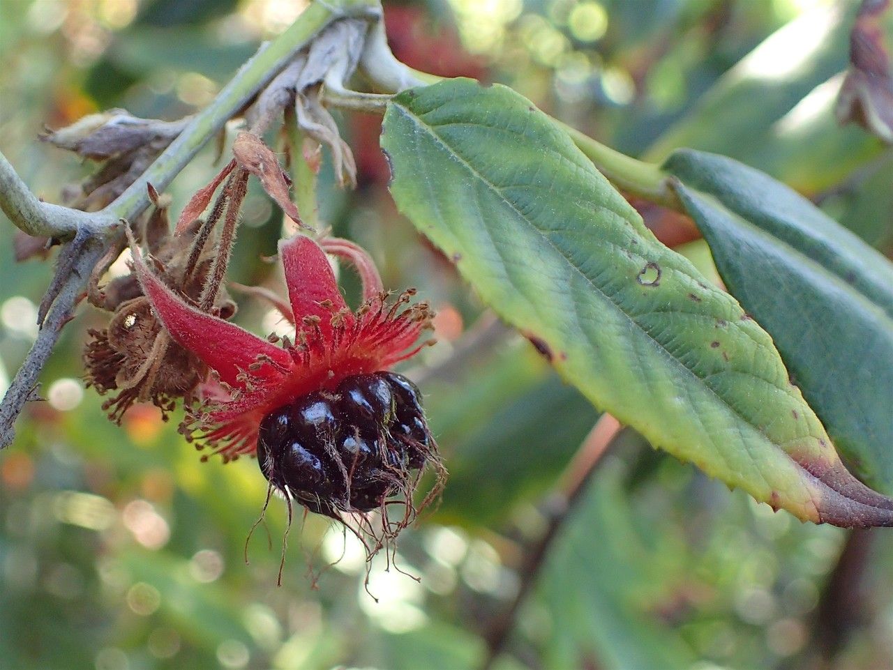Rubus bambusarum fruit
