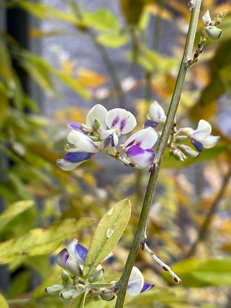 Lespedeza buergeri