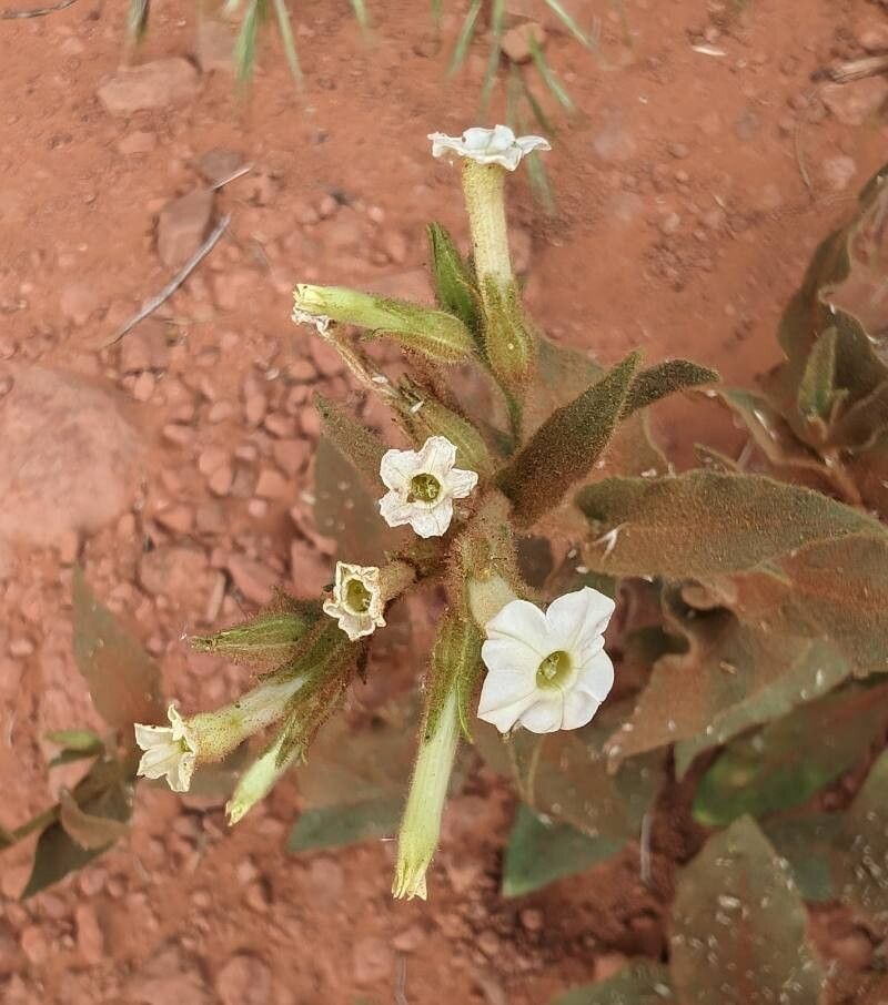 Nicotiana obtusifolia — search result for 'Nicotiana'