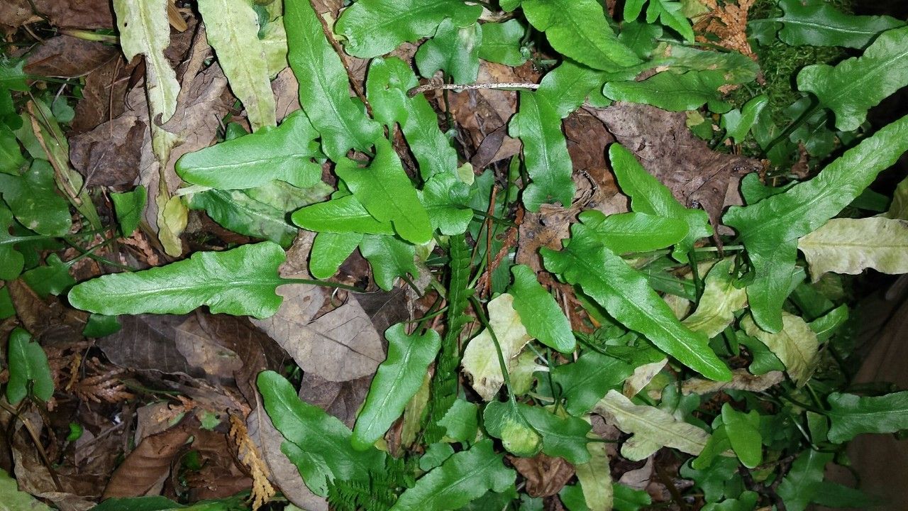 Asplenium rhizophyllum habit