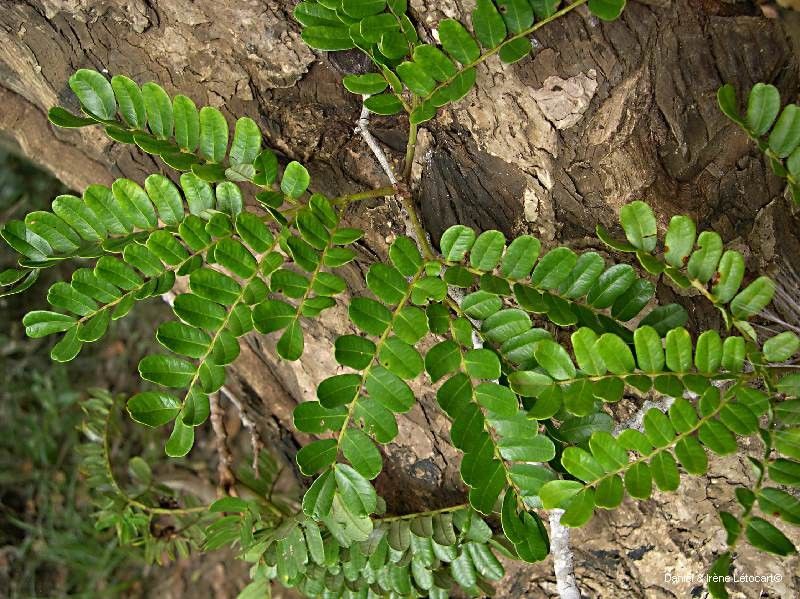 Serianthes margaretiae habit