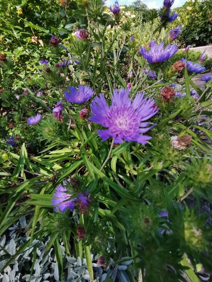 Stokesia laevis habit