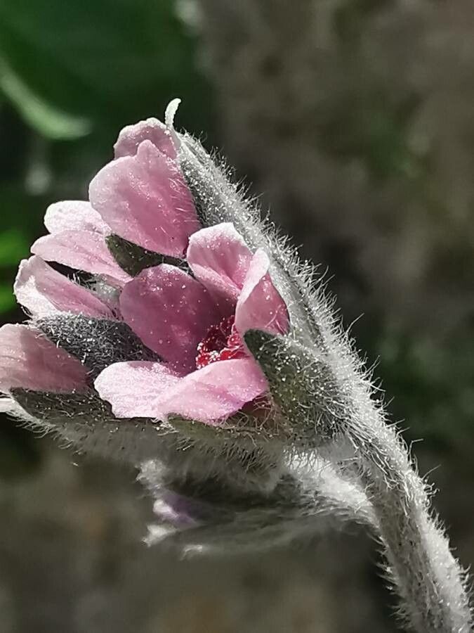Cynoglossum columnae flower