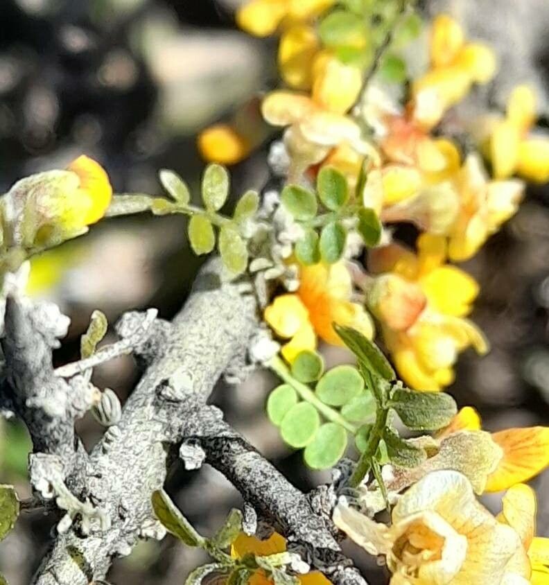 Geoffroea decorticans leaf