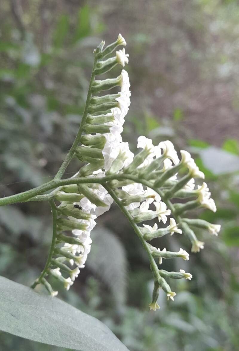 Heliotropium lilloi flower