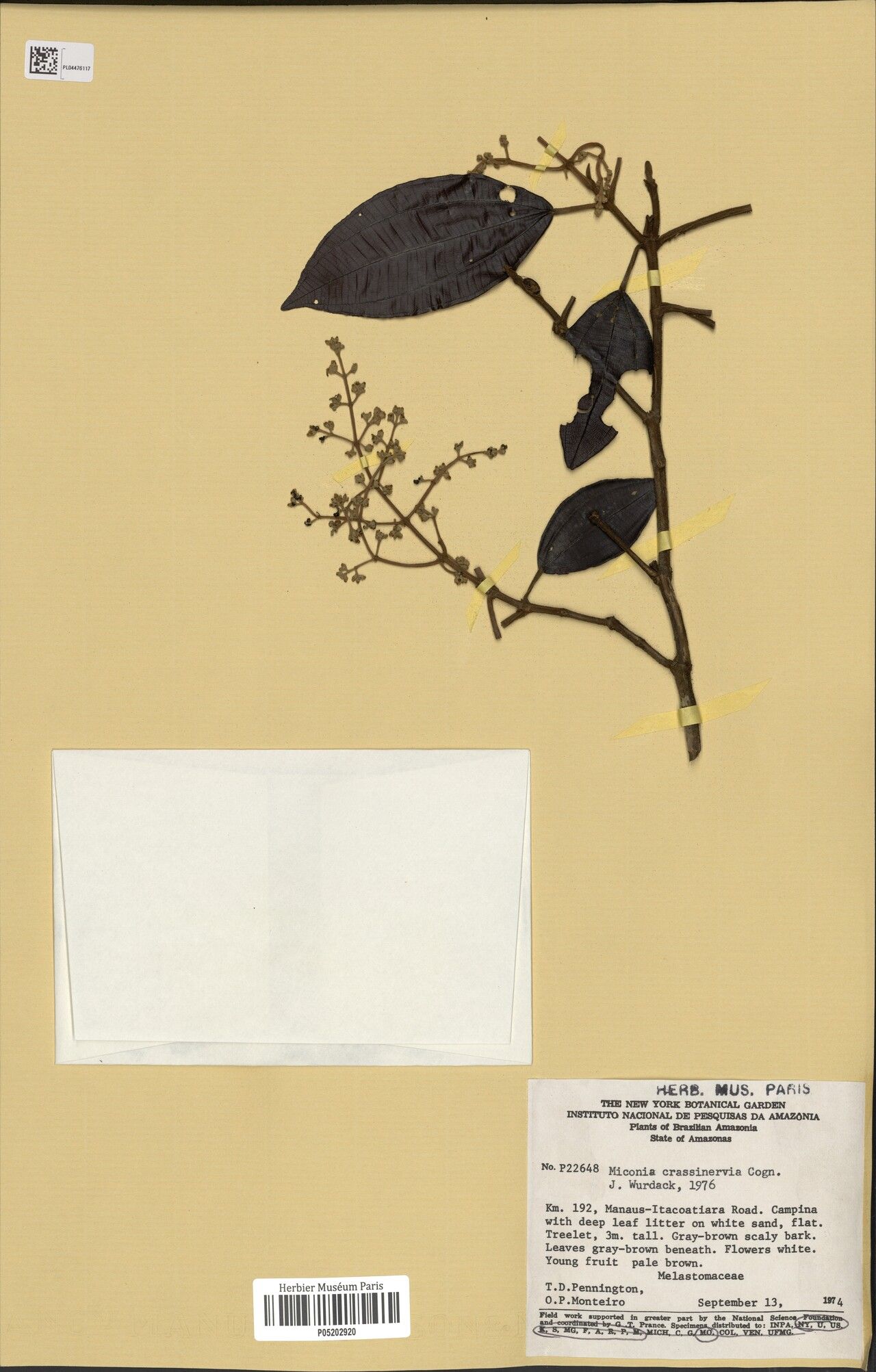 Miconia crassinervia — houseplant care guide