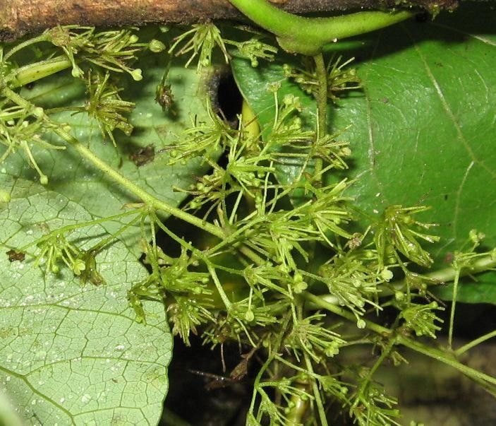 Cissampelos grandifolia — related species from the same genus