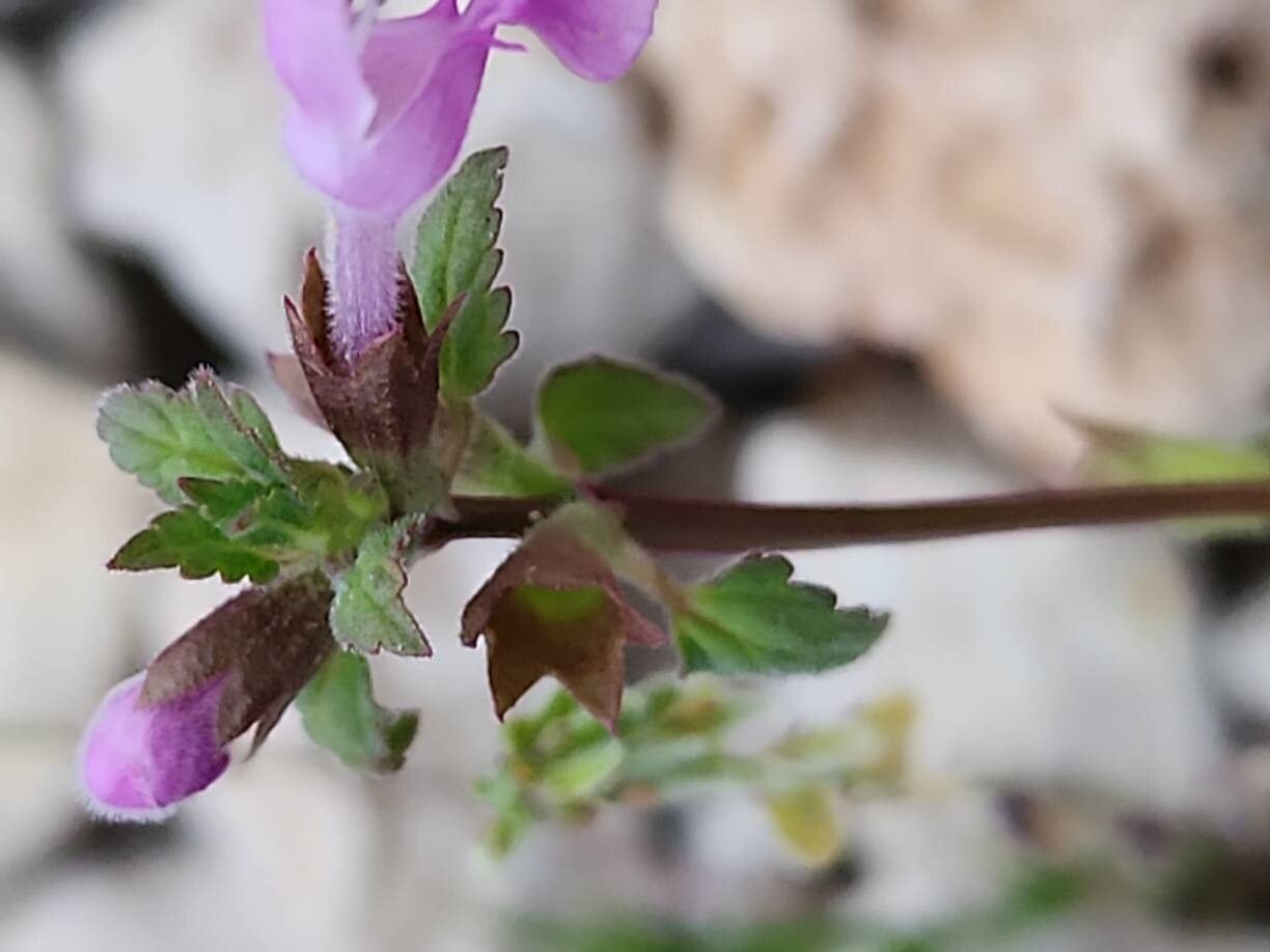Lamium persepolitanum fruit
