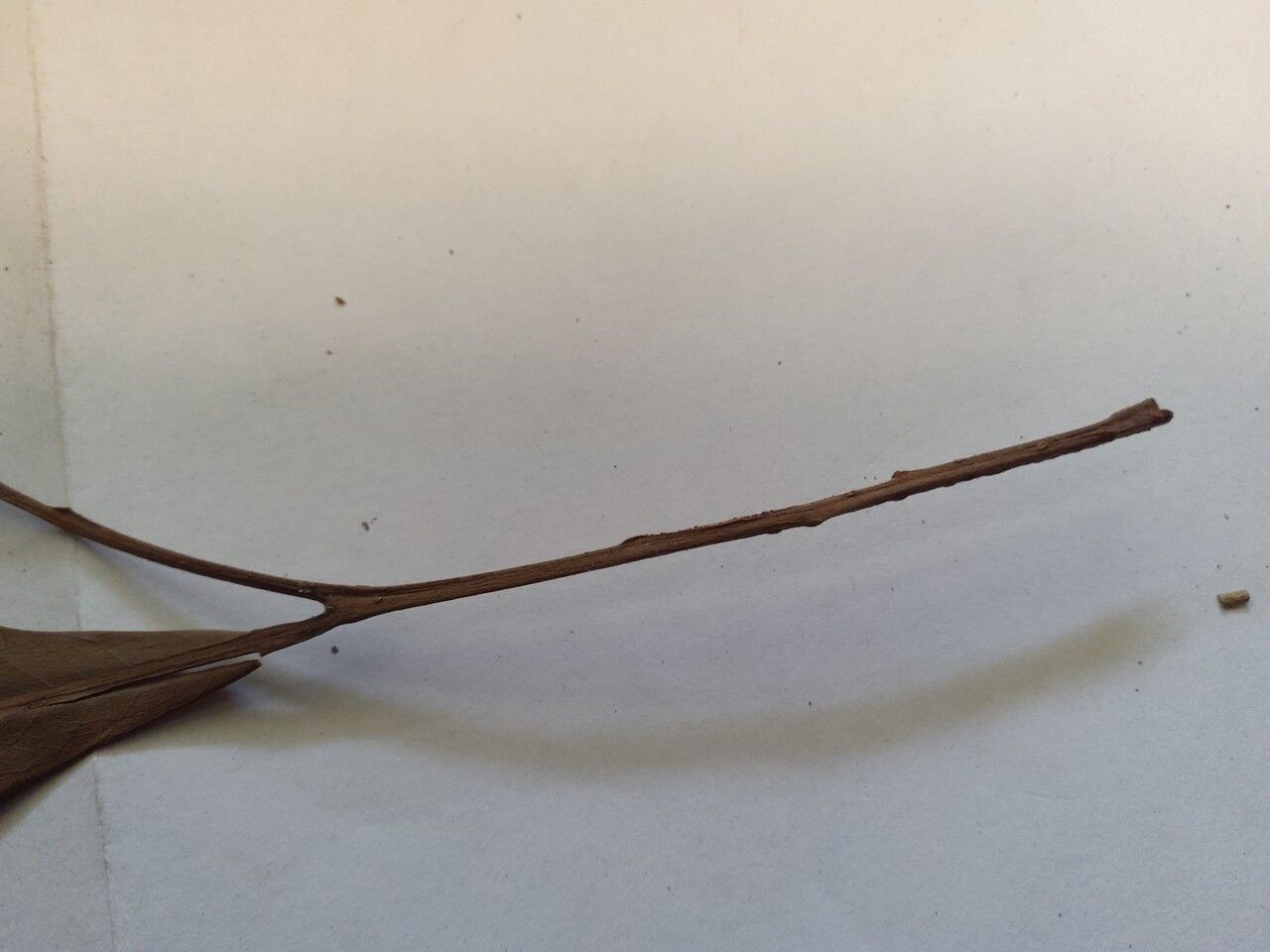 Trichilia surinamensis — houseplant care guide