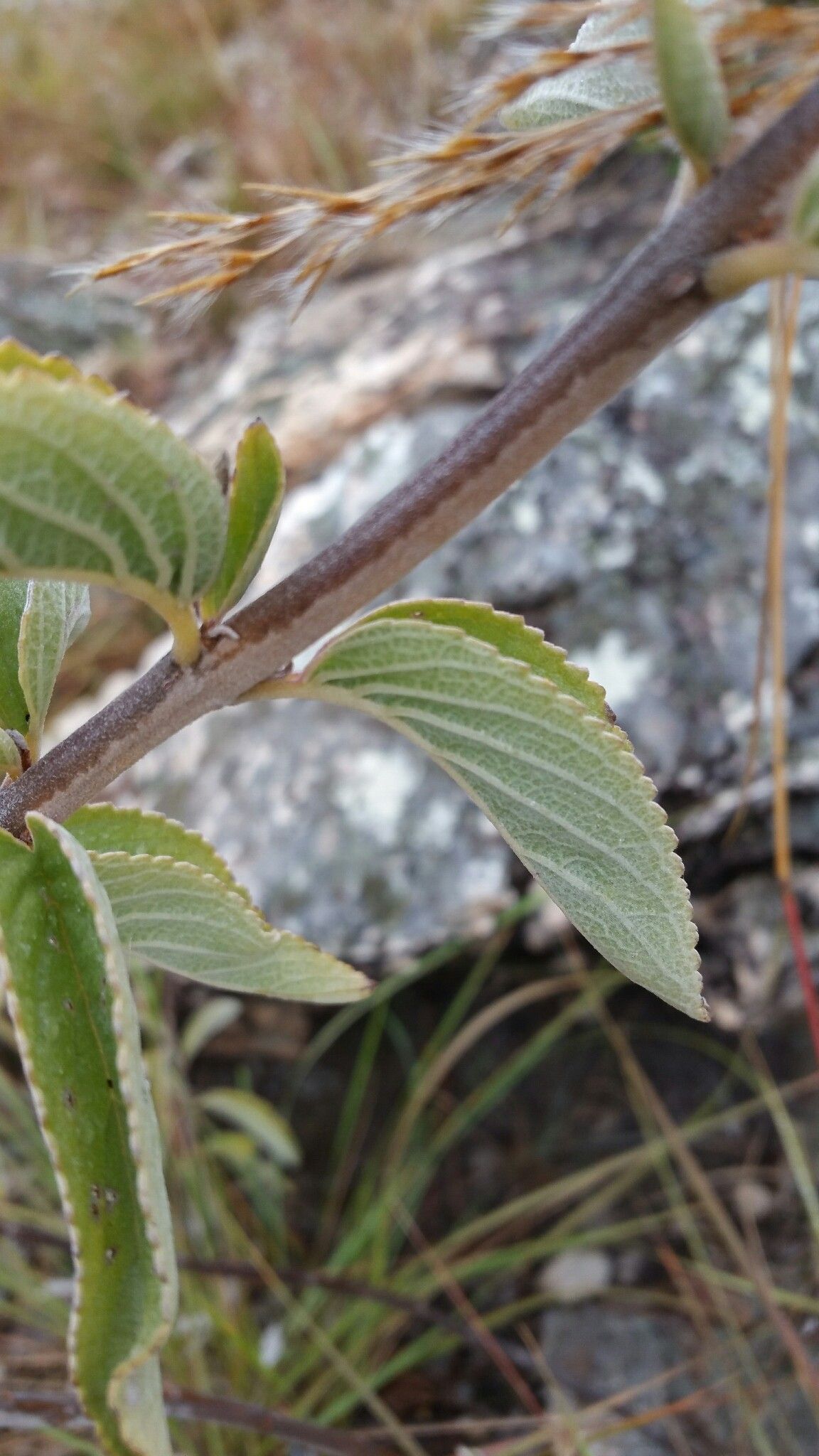 Tetradenia fruticosa — related species from the same genus