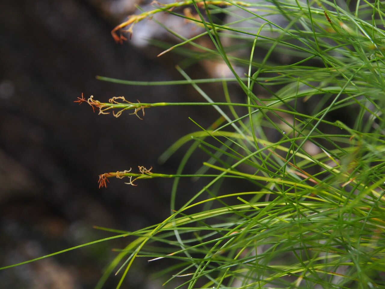 Carex vaginosa — houseplant care guide