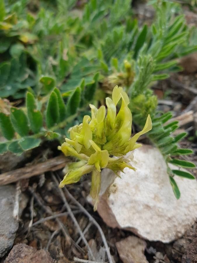 Astragalus nitidiflorus flower