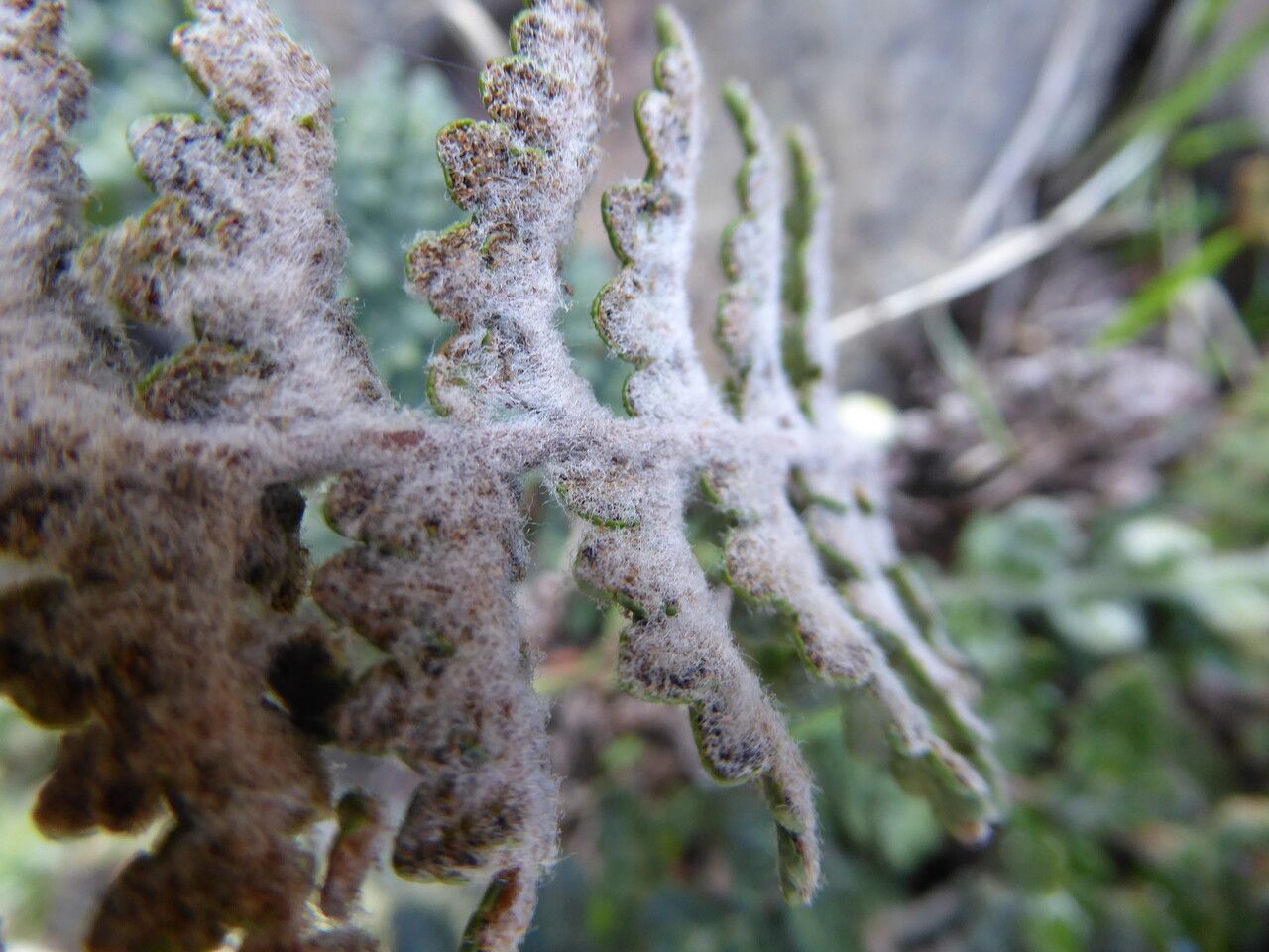 Cosentinia vellea — search result for 'Pteridaceae'