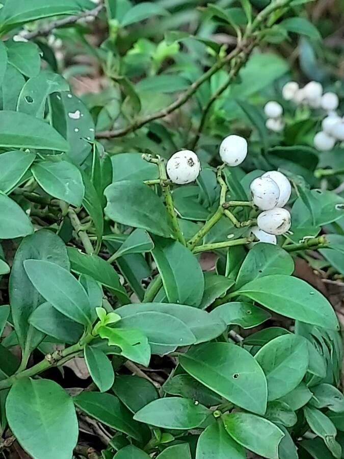 Psychotria serpens — search result for 'Psychotria'