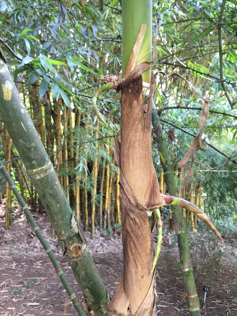 Chusquea mulleri bark