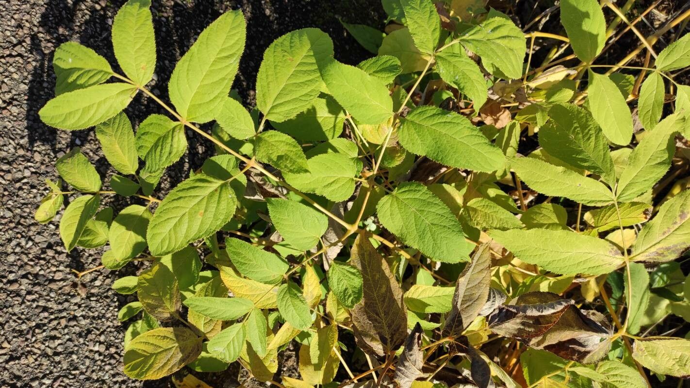 Aralia cachemirica — related species from the same genus