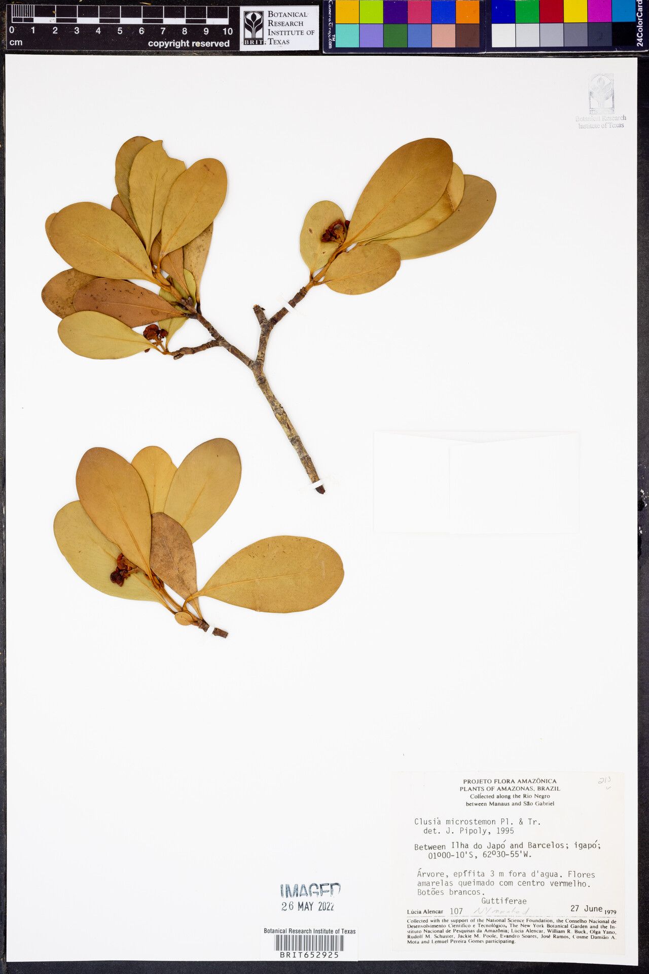 Clusia microstemon — search result for 'Clusia'