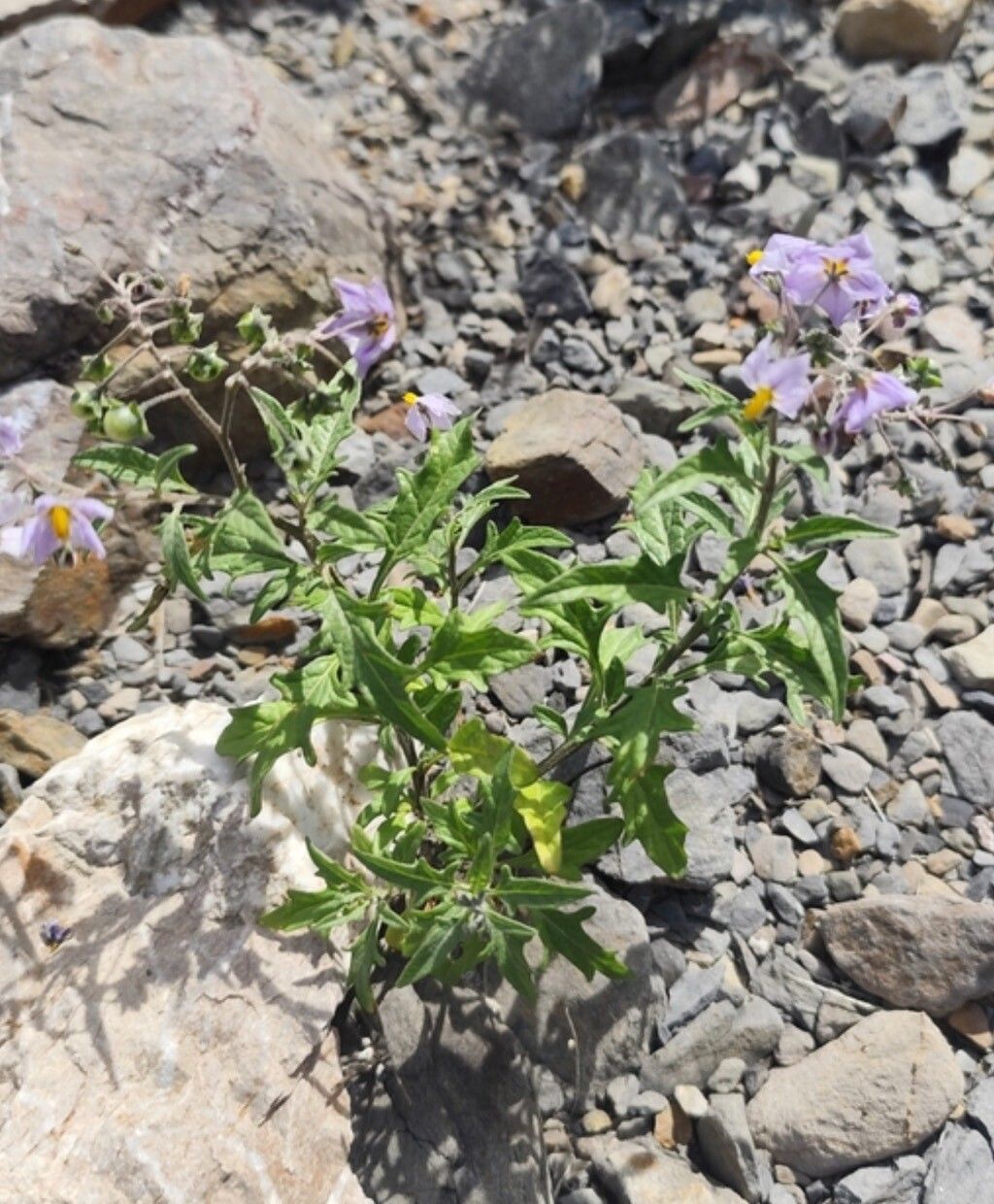 Solanum salicifolium — houseplant care guide