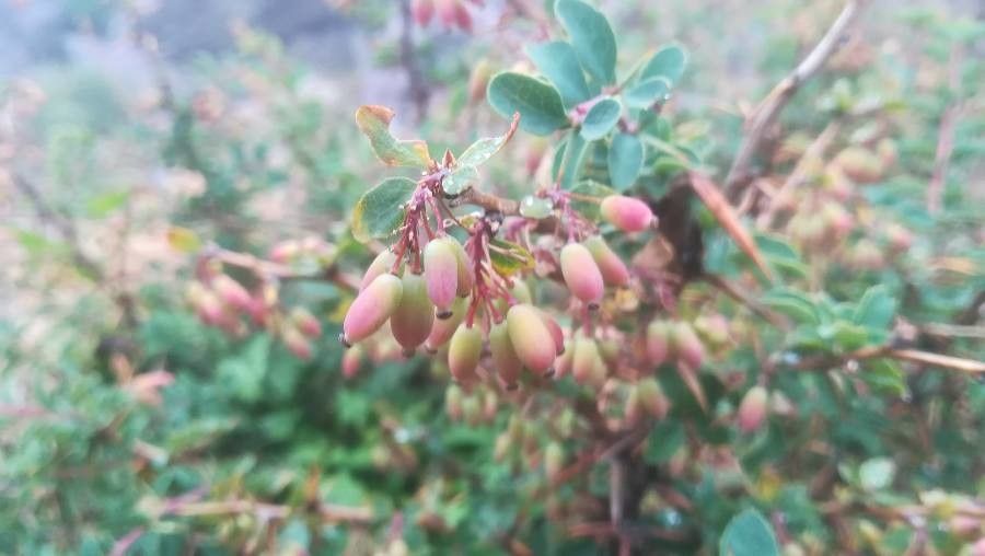 Berberis aetnensis flower