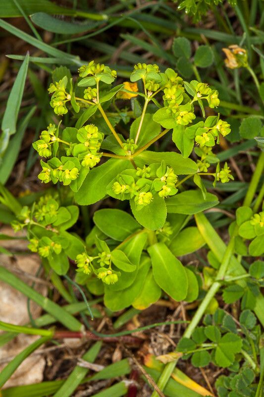 Euphorbia pterococca — search result for 'Euphorbia'