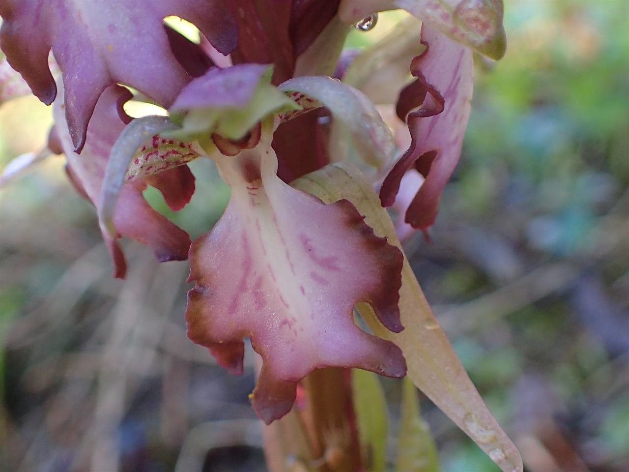 Himantoglossum robertianum fruit