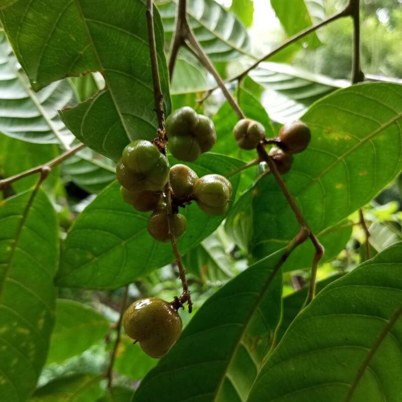 Cupania juglandifolia fruit