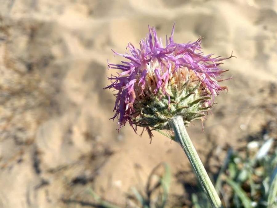 Jurinea kilaea flower