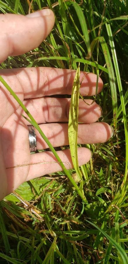 Spiranthes lacera — search result for 'Spiranthes'