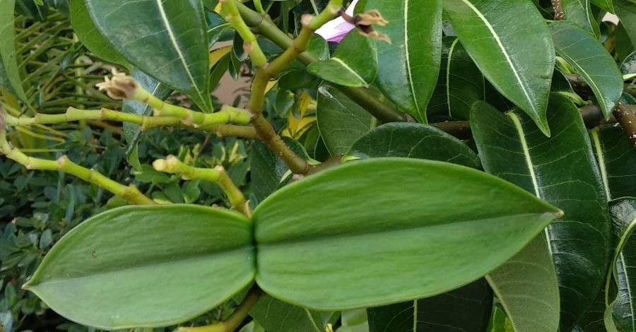 Cryptostegia madagascariensis fruit