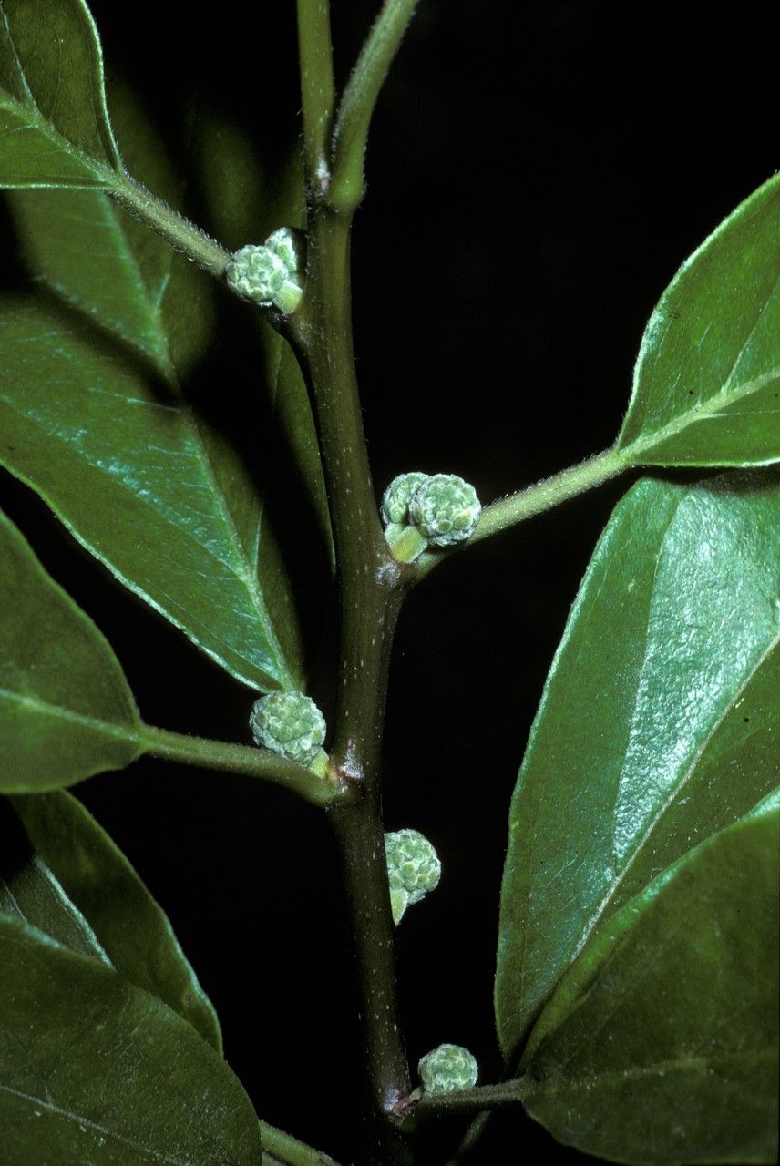 Cudrania tricuspidata flower