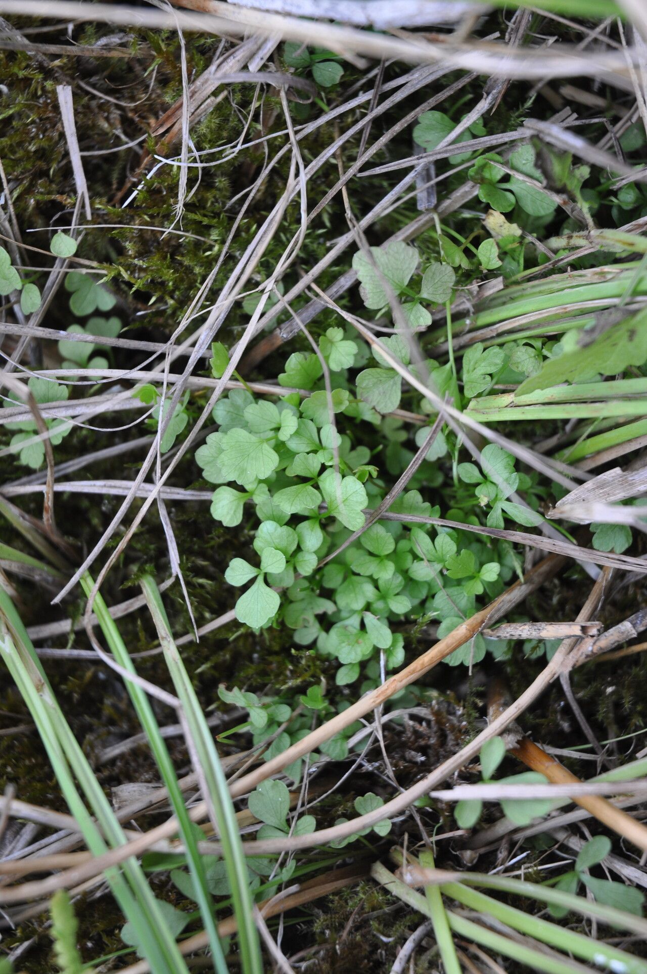 Cardamine oligosperma