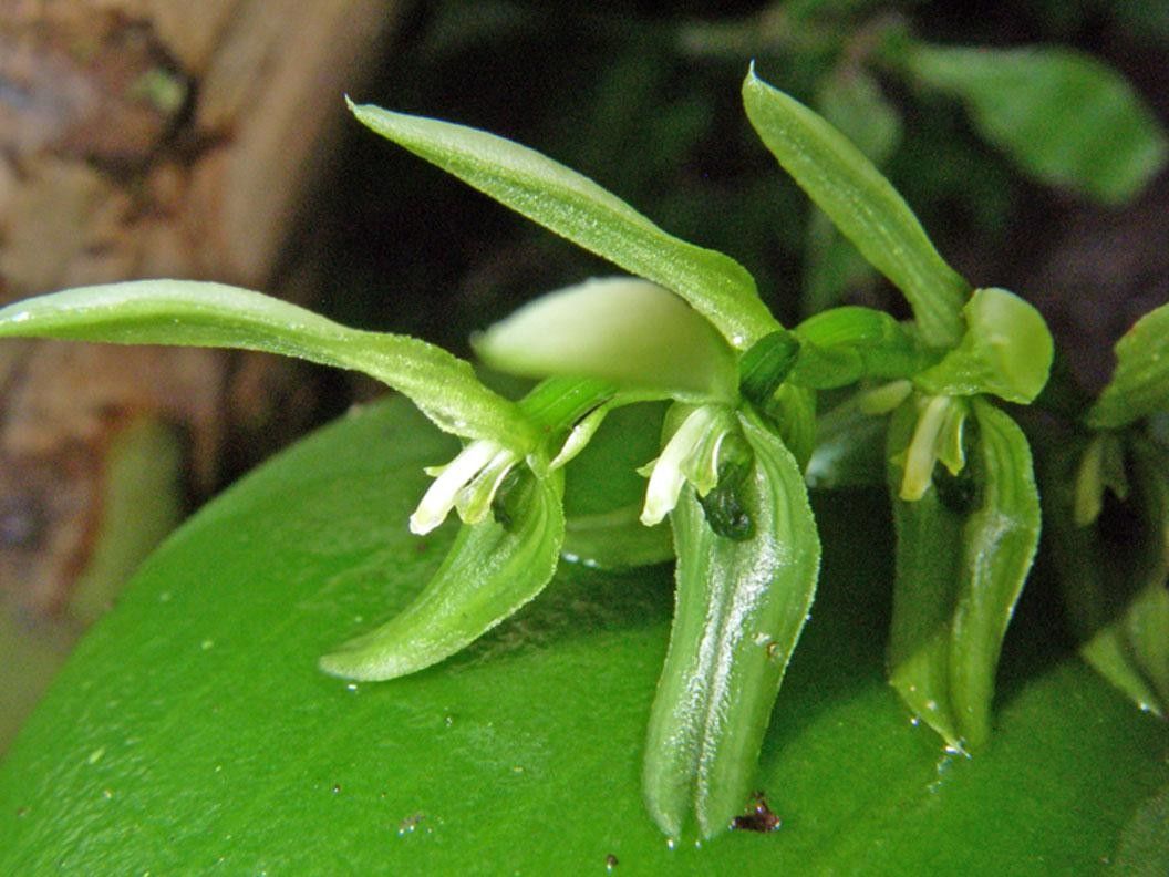 Acianthera aberrans flower