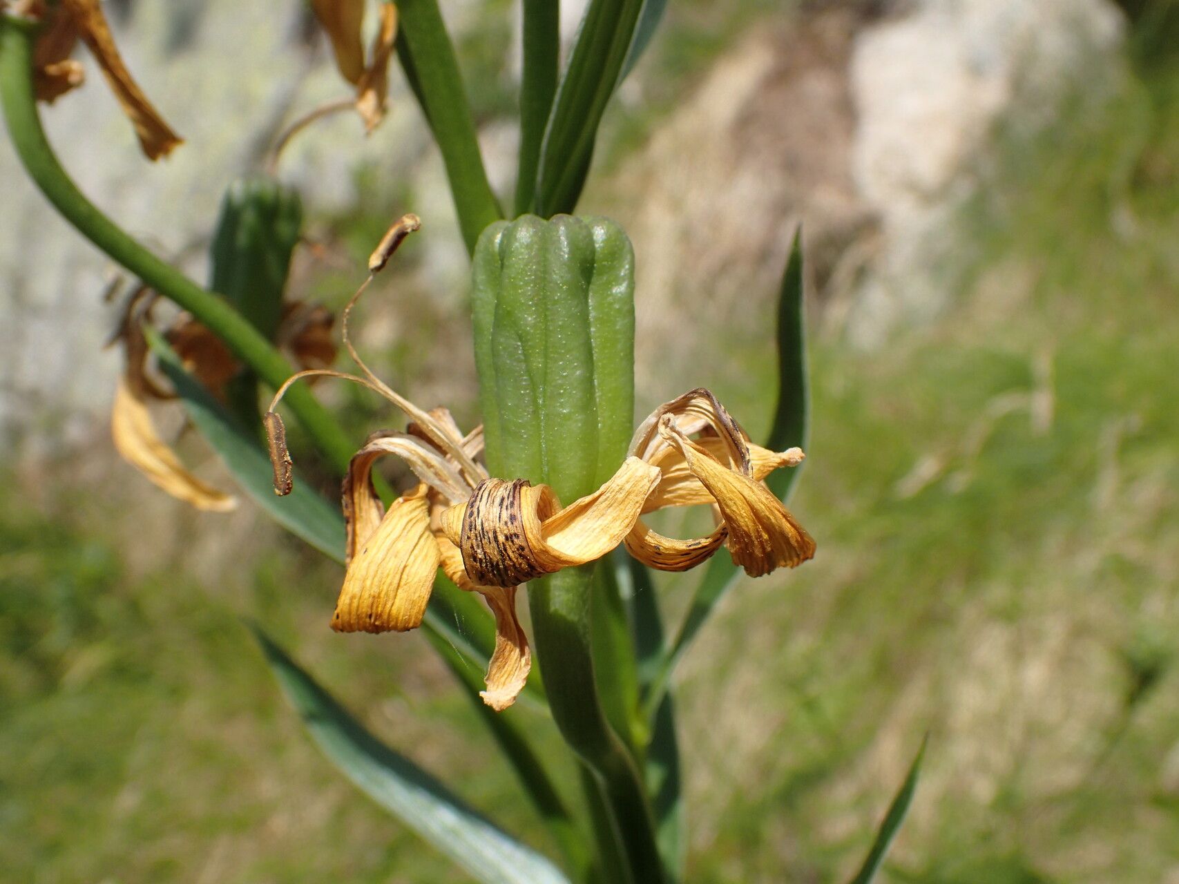 Lilium pyrenaicum fruit