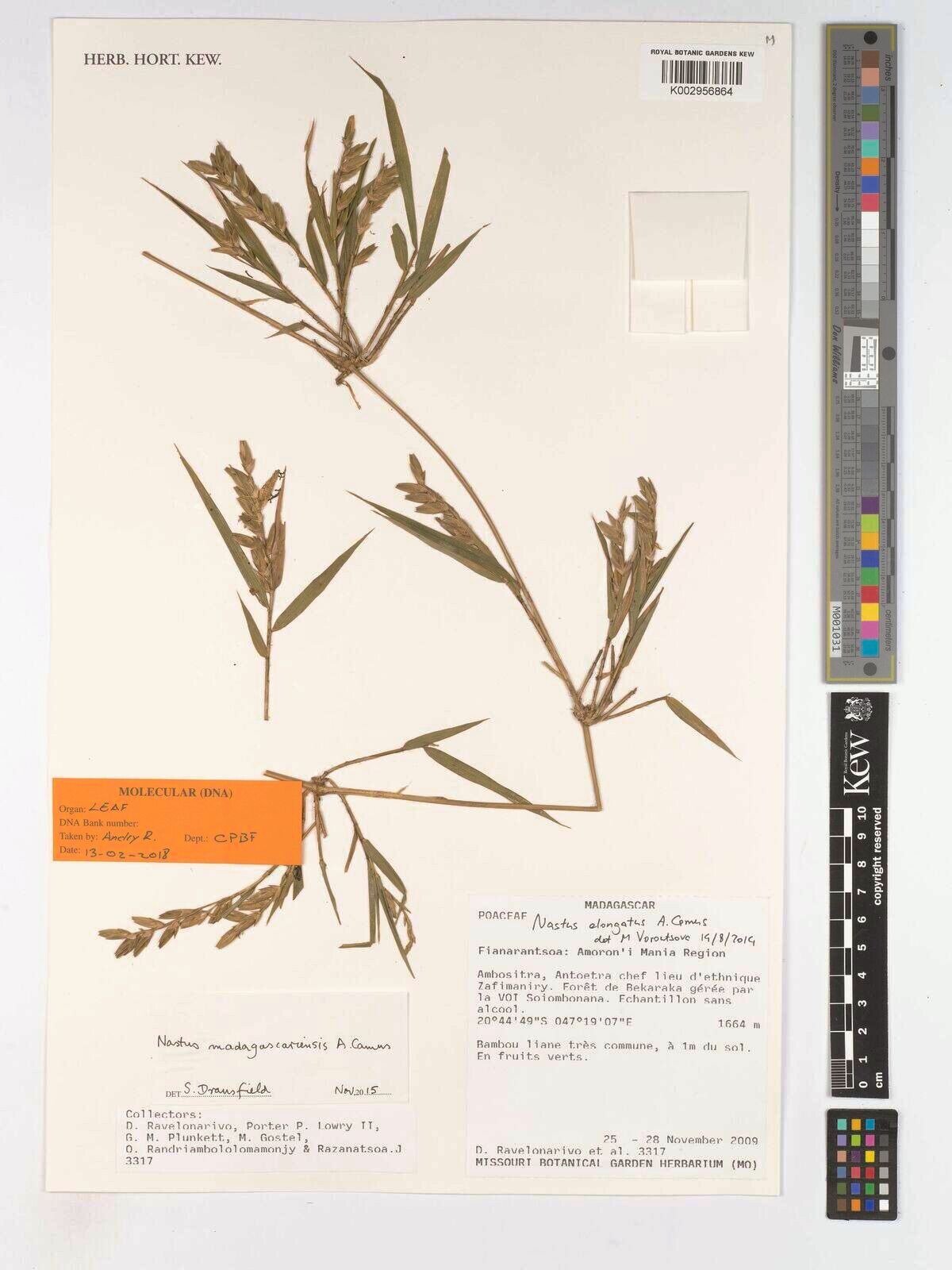 Nastus madagascariensis — houseplant care guide