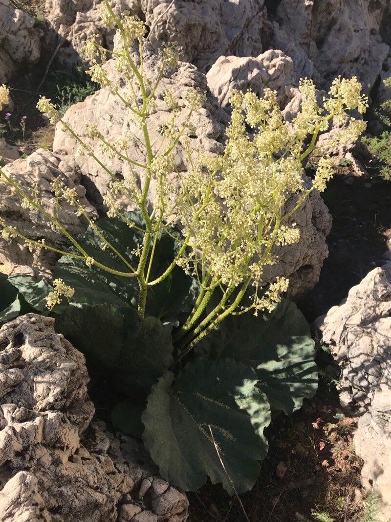 Rheum ribes flower